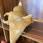 Rob Fry's Manta Ray